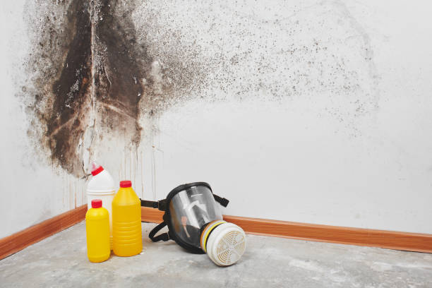 Best Certified Mold Removal  in Muttontown, NY