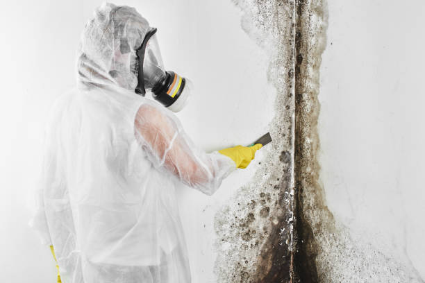 Best Mold Damage Repair  in Muttontown, NY