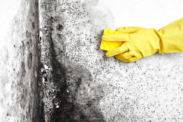 Best Professional Mold Removal  in Muttontown, NY