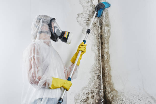 Best Commercial Mold Removal  in Muttontown, NY