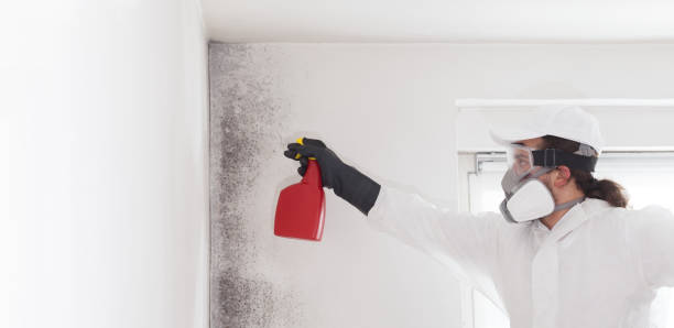 Best Toxic Mold Removal  in Muttontown, NY