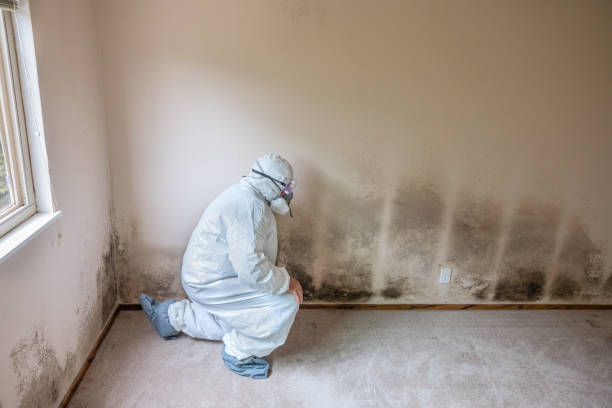 Best Mold Cleaning Services  in Muttontown, NY