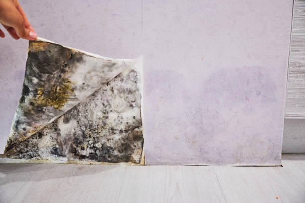 Best Best Mold Removal Companies  in Muttontown, NY